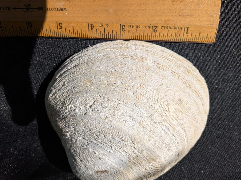 Fossilized Atlantic Giant Clam