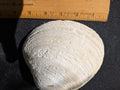 Fossilized Atlantic Giant Clam