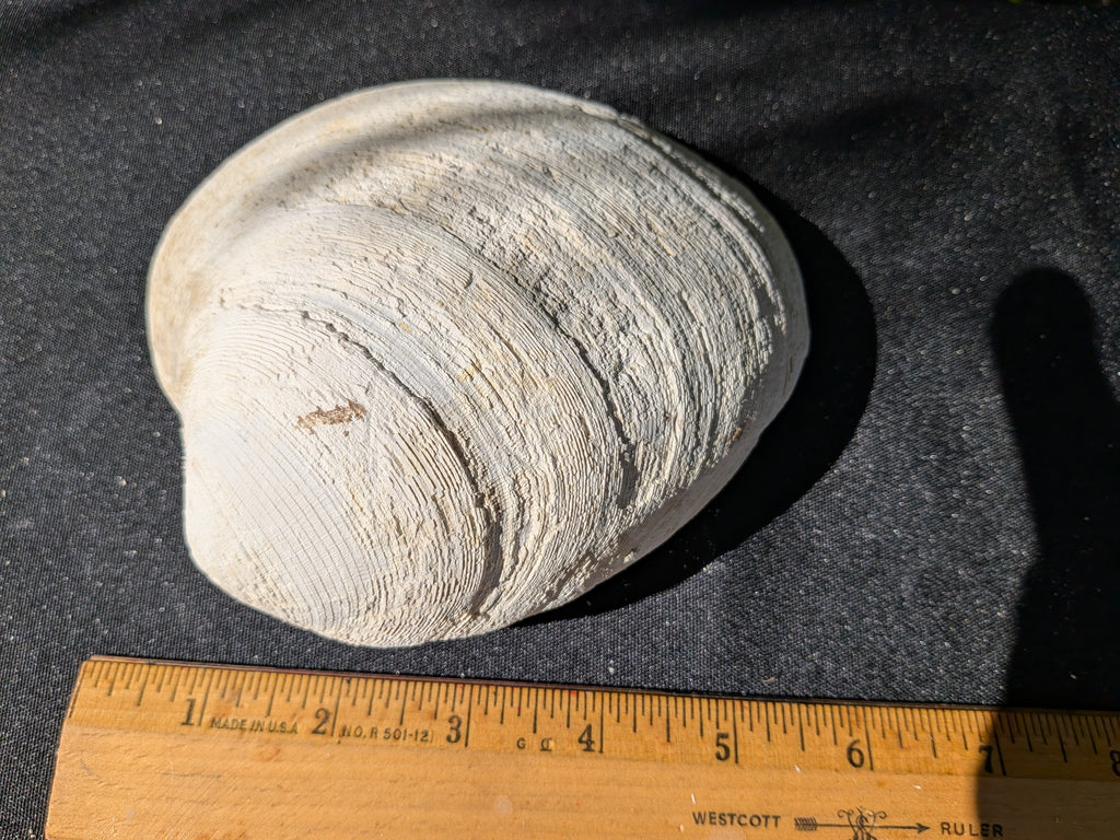 Fossilized Atlantic Giant Clam