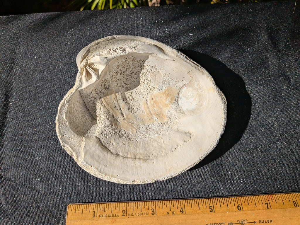 Fossilized Atlantic Giant Clam