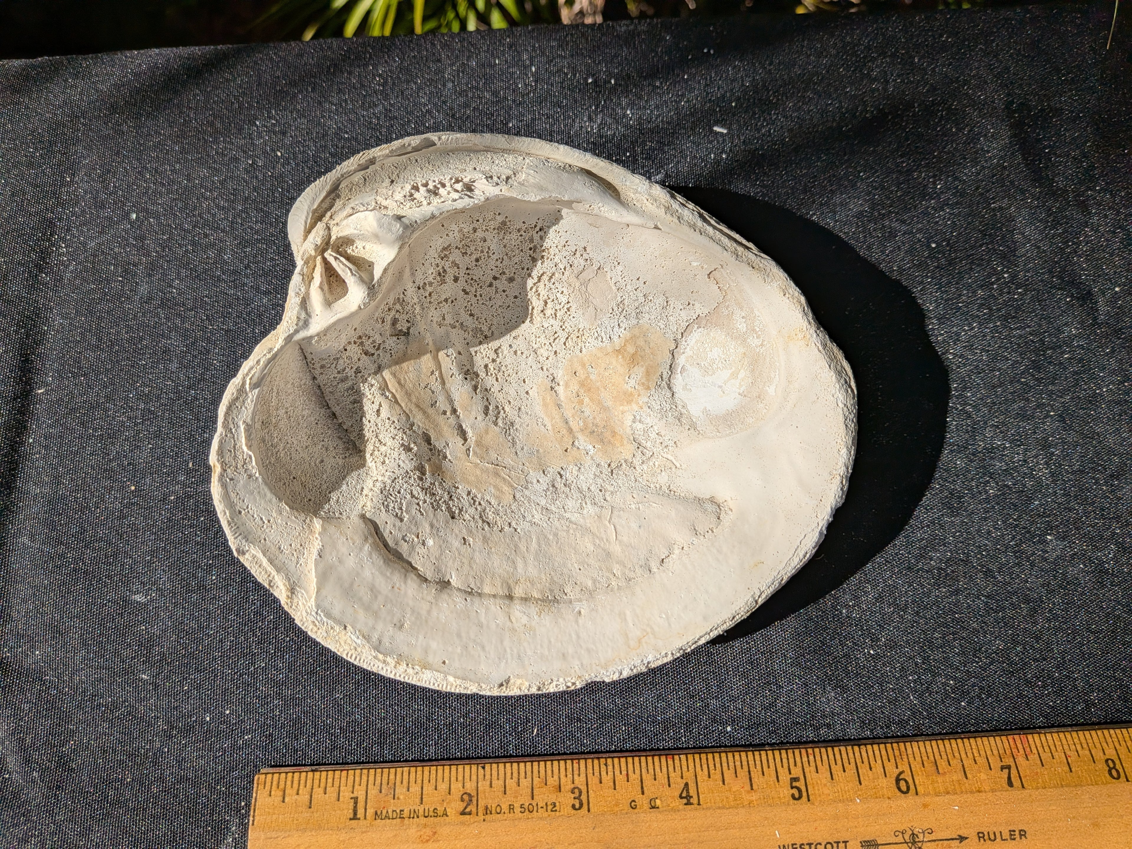 Fossilized Atlantic Giant Clam