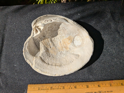 Fossilized Atlantic Giant Clam