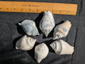 Fossilized mini Conch Shells