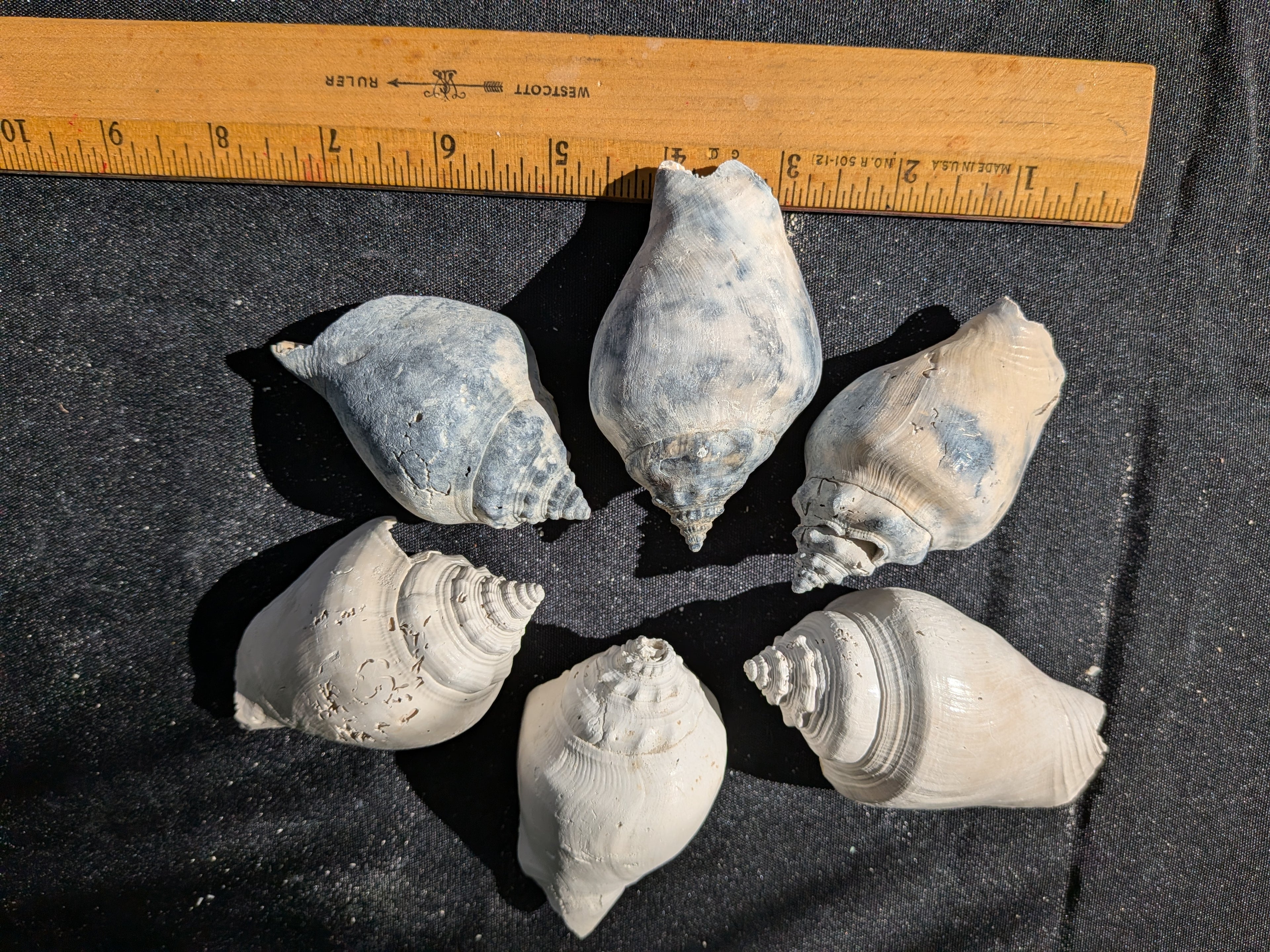 Fossilized mini Conch Shells