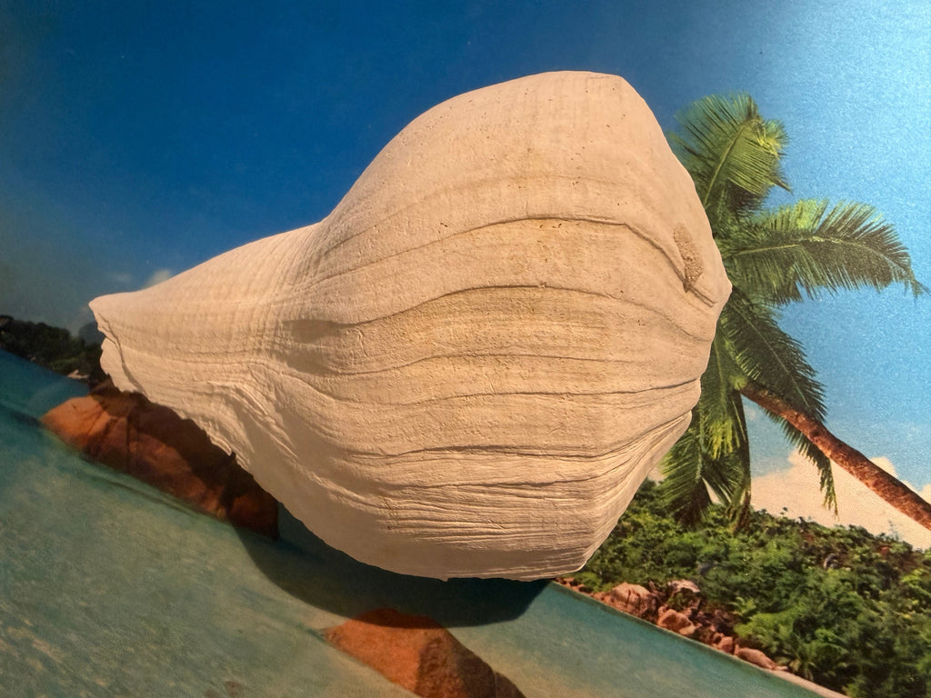 Medium white fossil shell