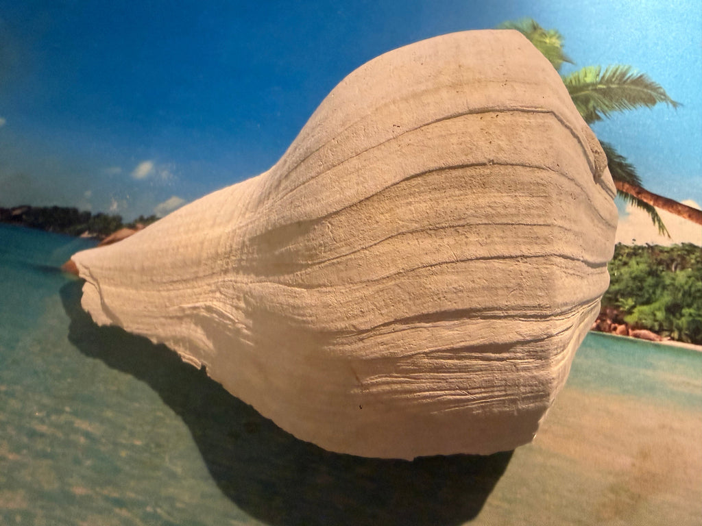 Medium white fossil shell