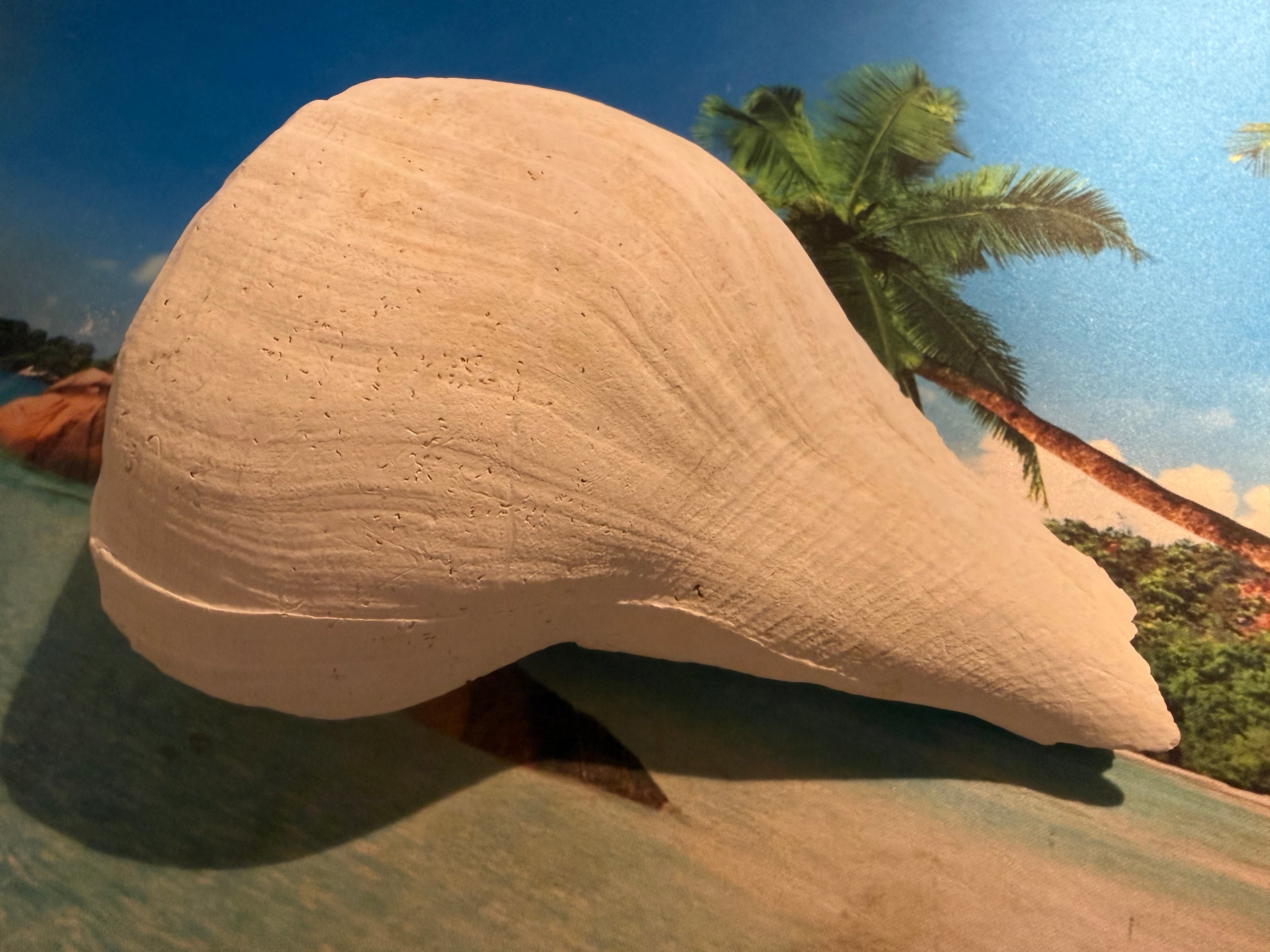 Medium white fossil shell